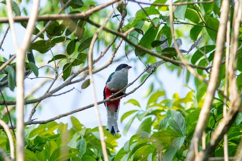 Cienaga de Zapata Cuba